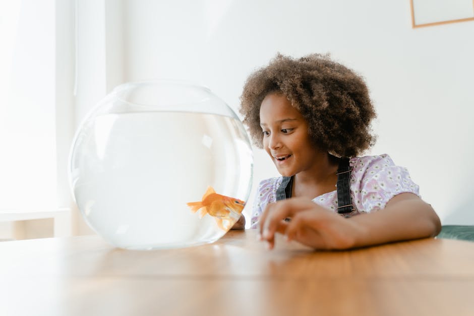 Kedi, güvenli dekorlarla donatılmış kapalı akvaryum köşesini izliyor.