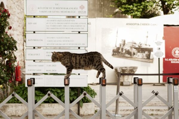 Evcil Hayvanlar Akvaryum Güvenliği: Kediler ve Köpekler İçin Entegrasyon Kılavuzu