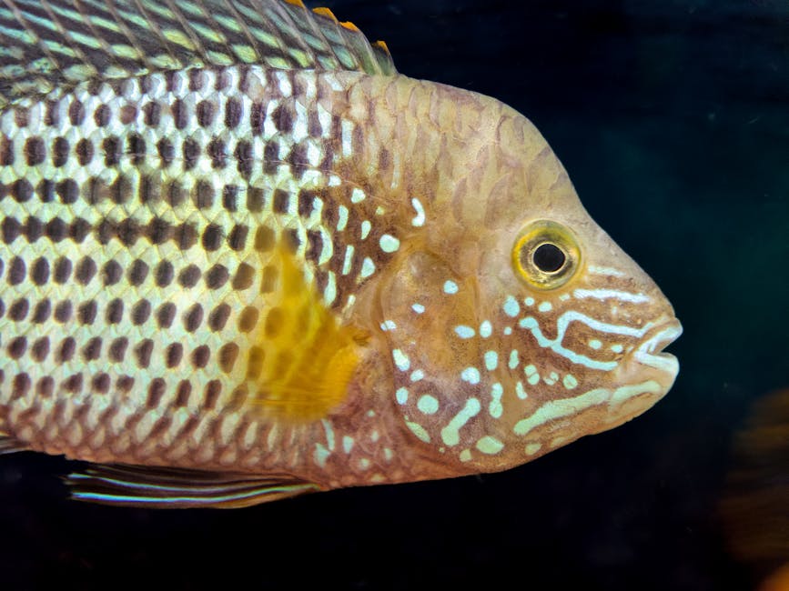 Kediler ve köpekler için güvenli akvaryum ışıklandırmasıyla balıkları izleyen aile