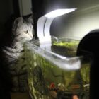 Akvaryum Balıklarıyla Zihinsel Uyarım: Kediler ve Köpekler İçin 5 DIY Aktivite