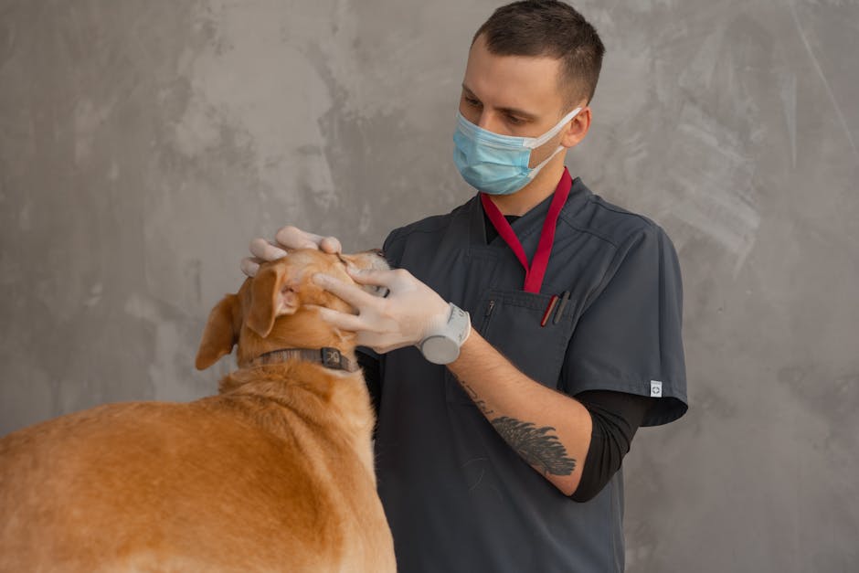 Kediler ve köpekler ile akvaryum balıklarının sağlık kontrollerini gösteren görsel