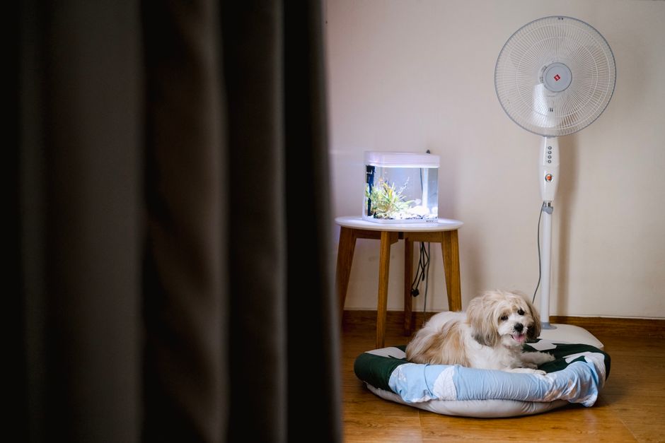 Kedi ve köpek akvaryum önünde dikkatli bir şekilde izliyor