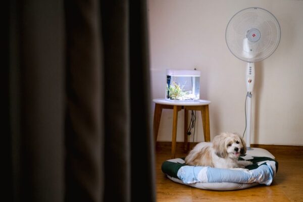 Kediler ve Köpekler İçin Enerji Verimli ve Güvenli Akvaryum Kurulumu
