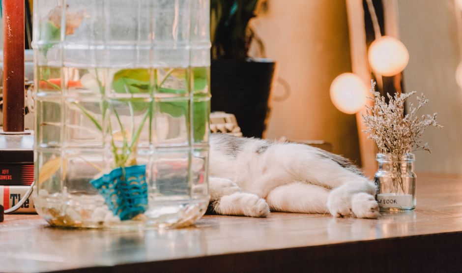Kediler ve Köpekler için Evde Akvaryum Güvenliği Rehberi