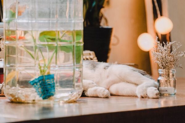 Kediler ve Köpekler İçin Akvaryum Kapaklarıyla Güvenlik